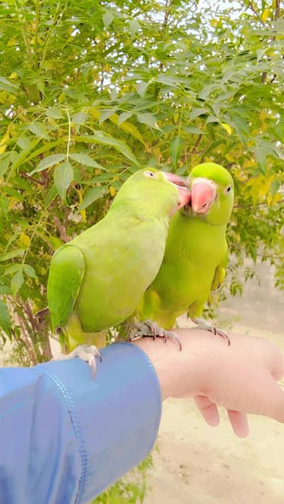 Hand tame