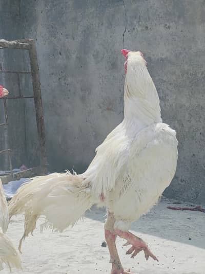 Aseel Heera Pair for sale