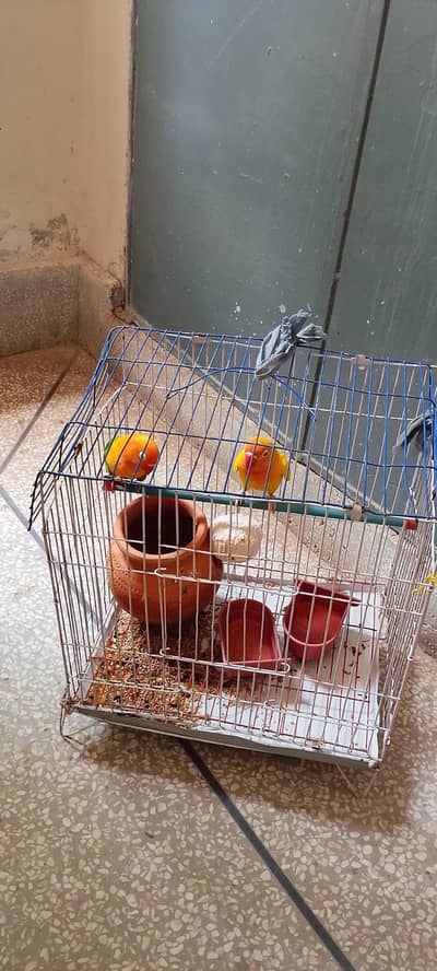 love birds pair