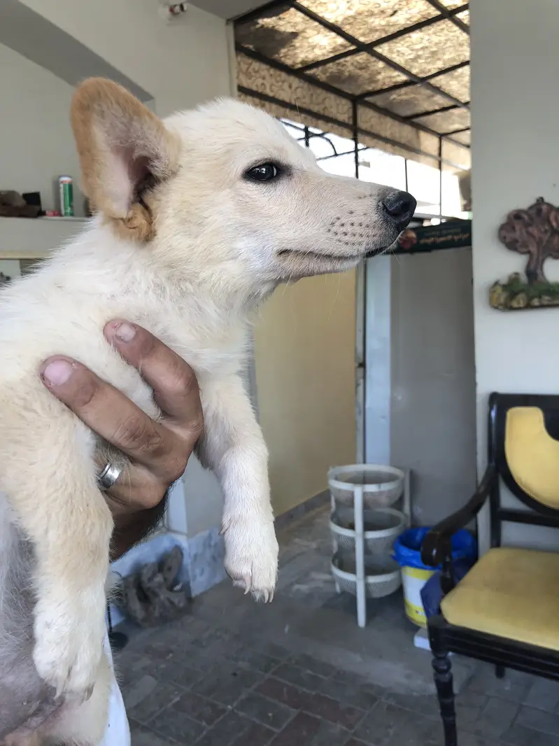 Home breed zero size Russian puppies available (03228809948) — photo 8