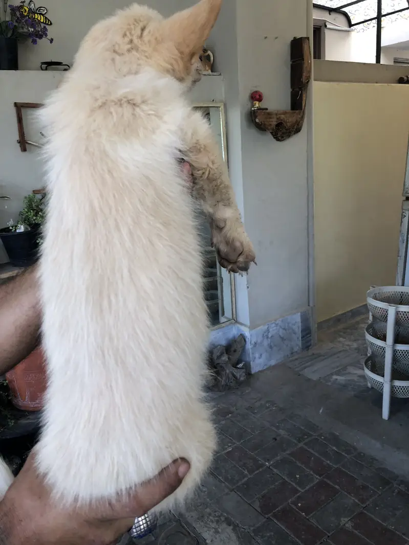 Home breed zero size Russian puppies available (03228809948) — photo 9