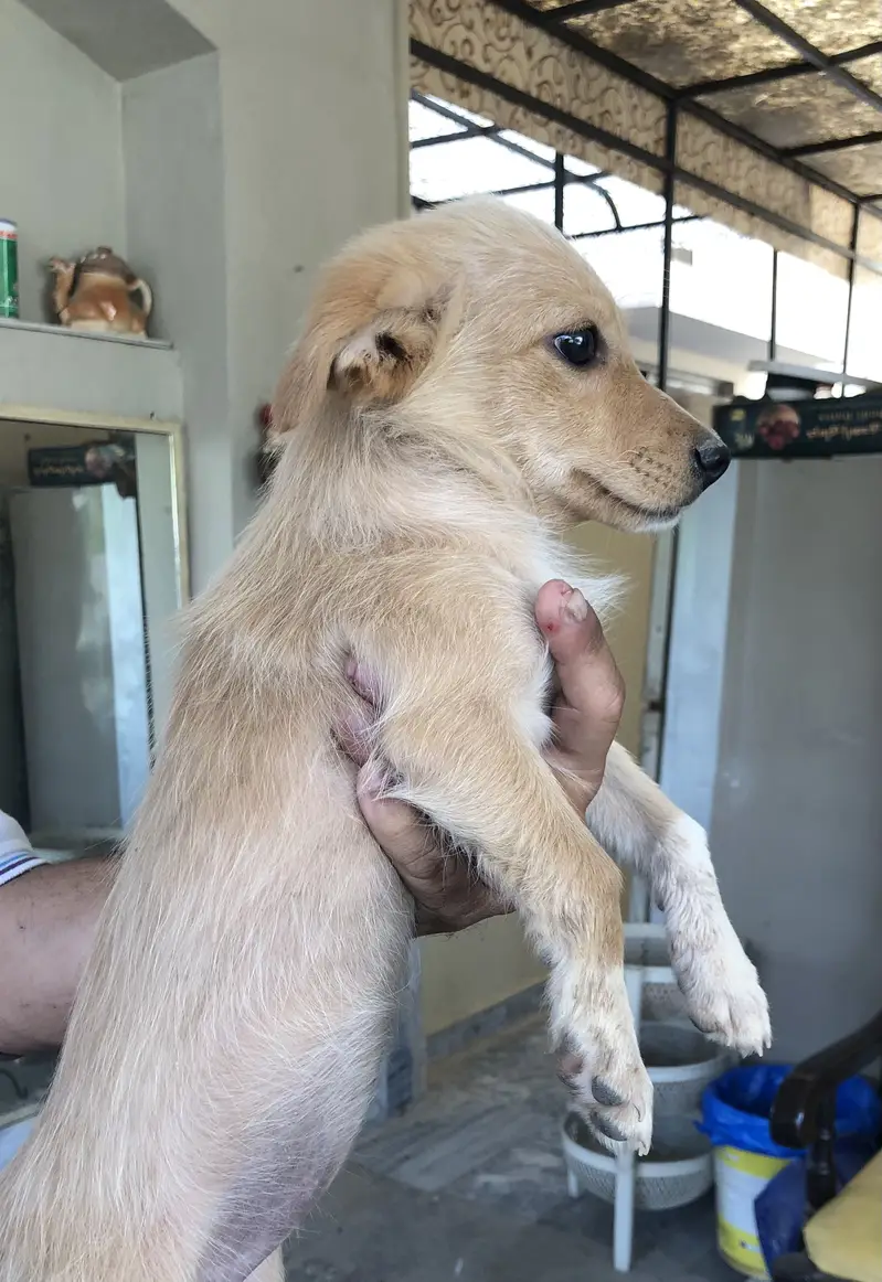 Home breed zero size Russian puppies available (03228809948) — photo 10