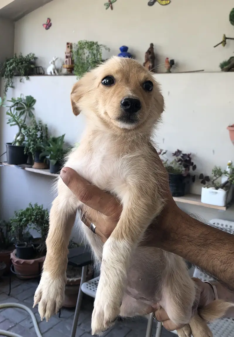 Home breed zero size Russian puppies available (03228809948) — photo 11