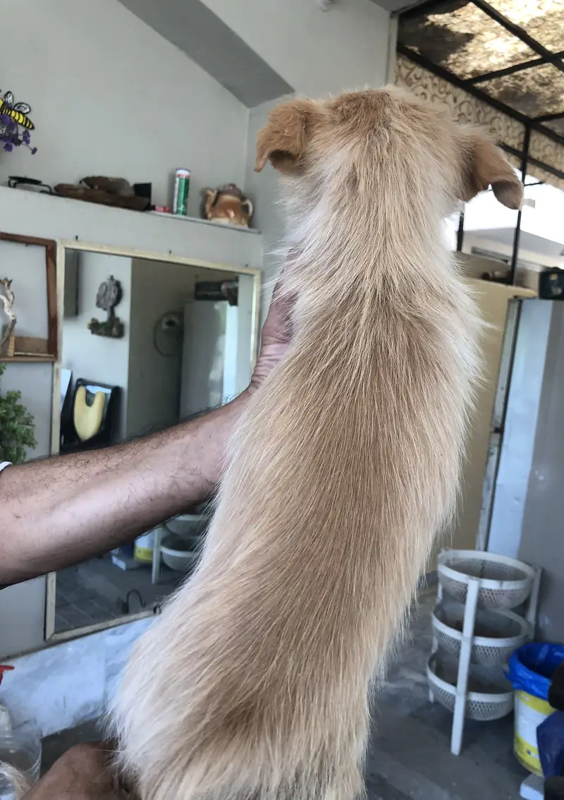 Home breed zero size Russian puppies available (03228809948) — photo 12