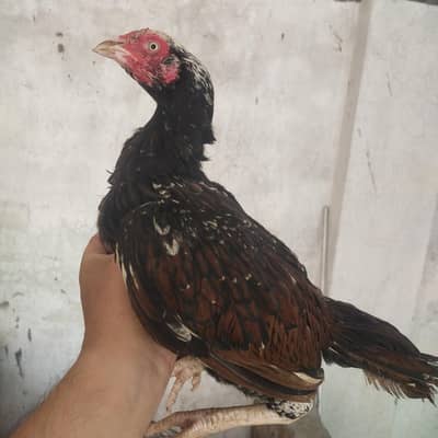 Zero Size pure mianwali madi