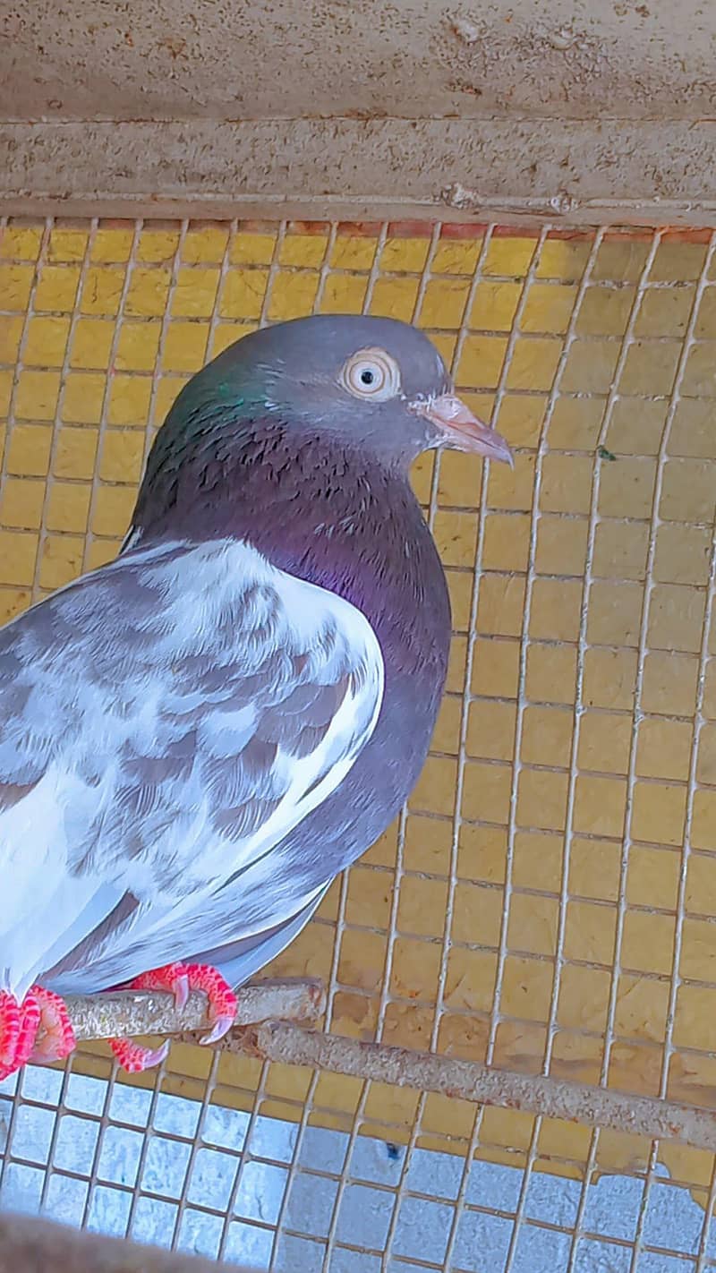 TEDDI 3