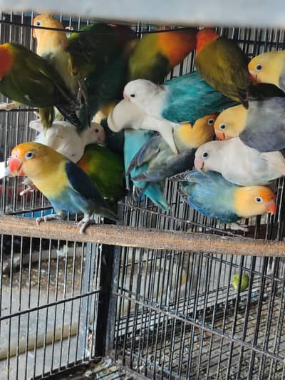 Beautiful Colors Love Bird's