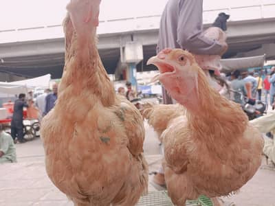 golden buff hen