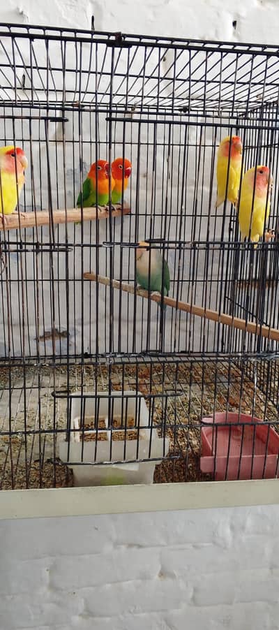 love birds and fishers