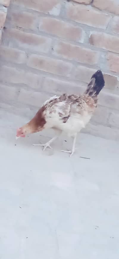 Love Bird and Hen