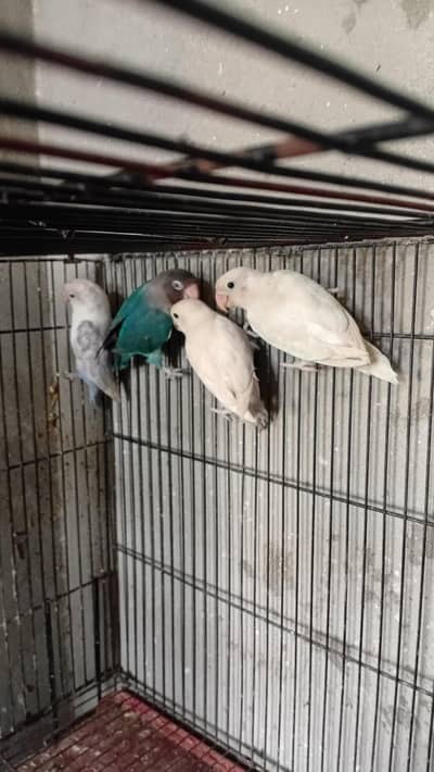 lovebirds | Albino | blue fischer |