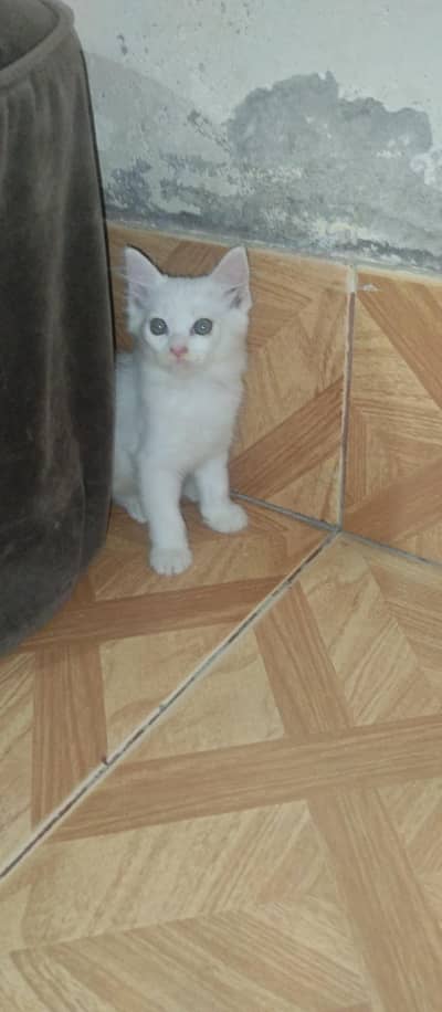 3 coated kitten