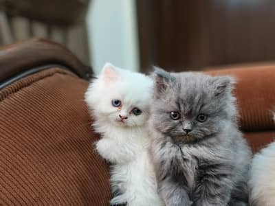 white and Ash kitten Persian triple coat