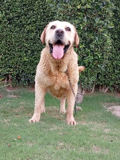Labrador