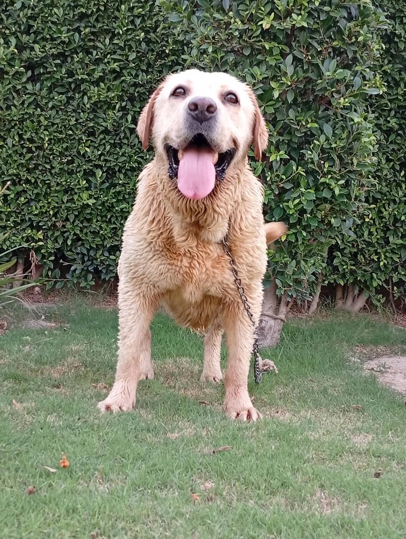 Labrador 0
