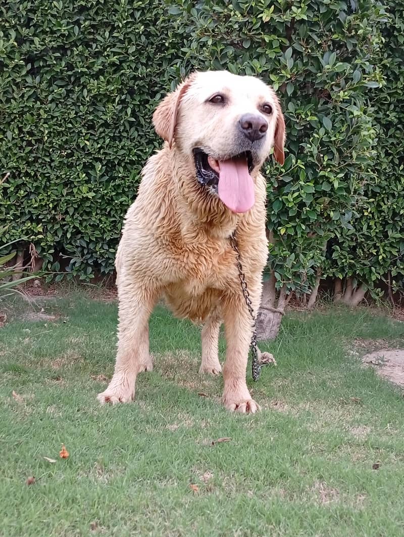 Labrador 1