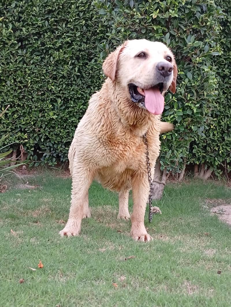 Labrador 2