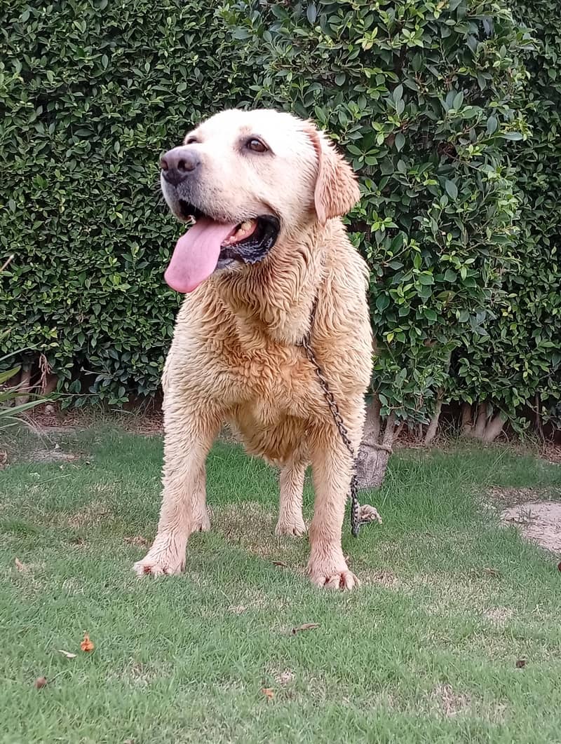 Labrador 3