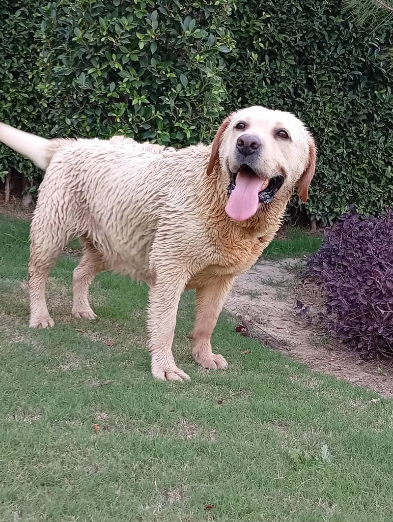 Labrador 4