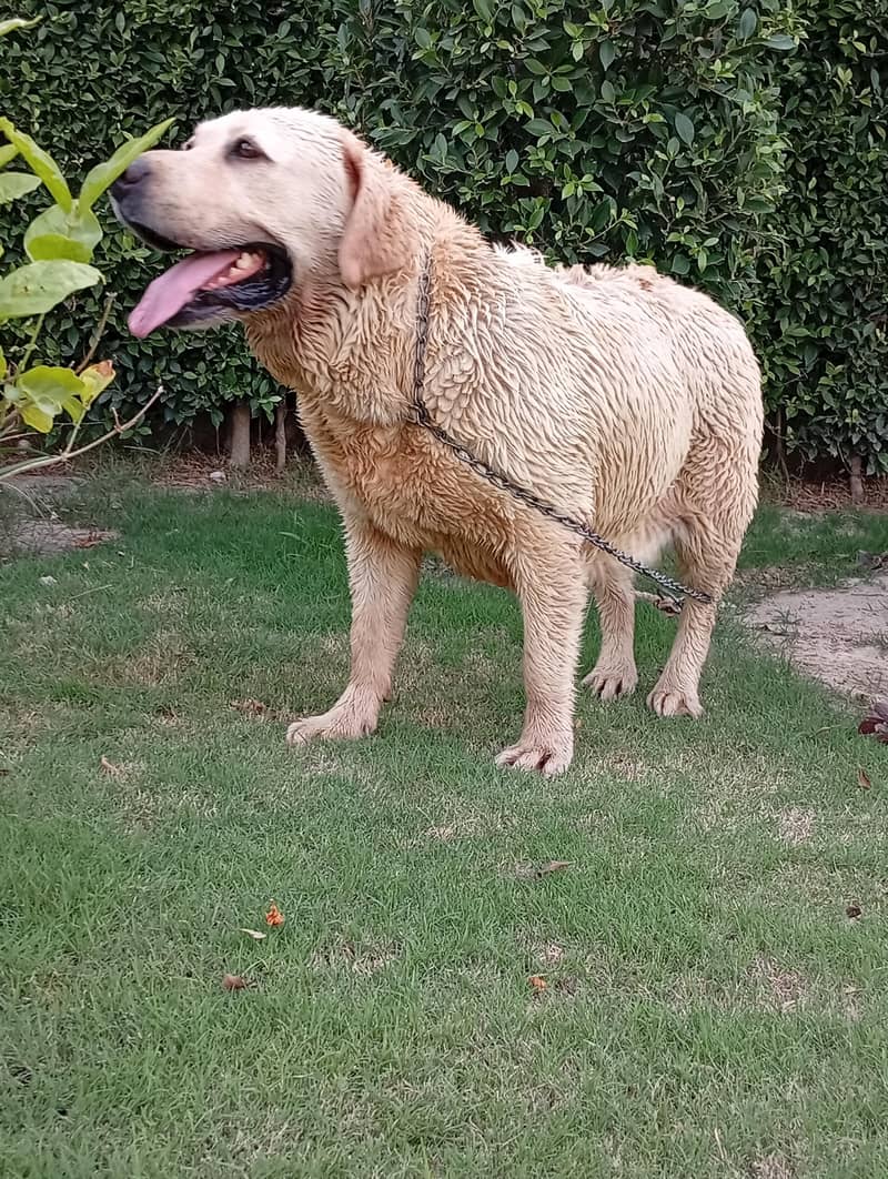 Labrador 5
