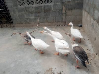 4 female 2 male