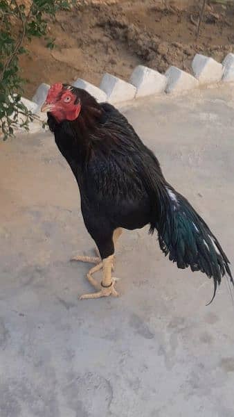 lasani mushka , heera chicks ,shamo chicks