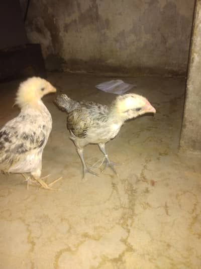 Desi Chicks For Sale