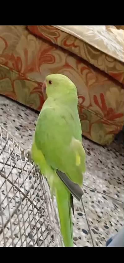 ring neck Parrot patha for sale fully hand tamed Zero bite