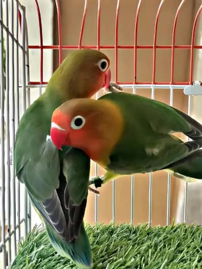 Lovebird Homebreed: Green Fischer, Albino Black Eyes, Common Lutino
