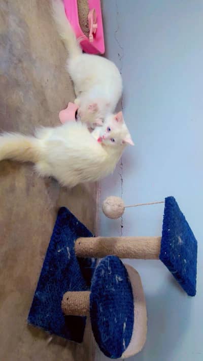 Persian cat pair for sell