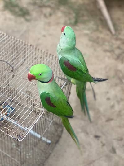 urgent for sale raw parrots