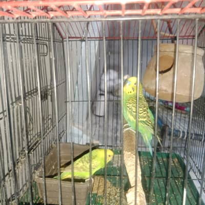 Australian parrot