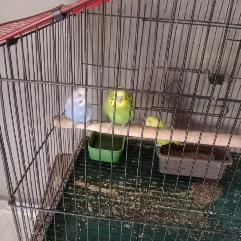 Australian parrot — photo 2