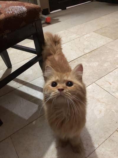 Cat for sale
