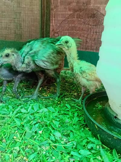 blue and black dragon chiks for sale