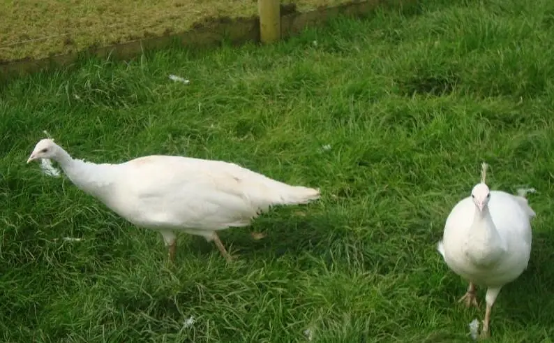 white peacock ready to breed pair available