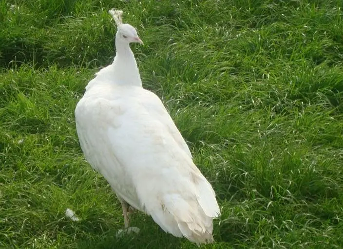 white peacock ready to breed pair available — photo 2