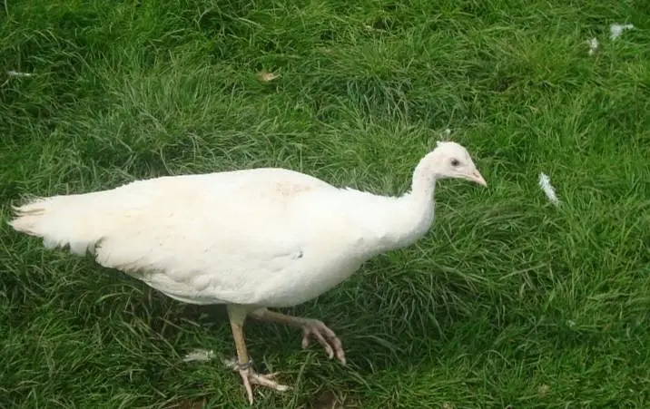 white peacock ready to breed pair available — photo 3