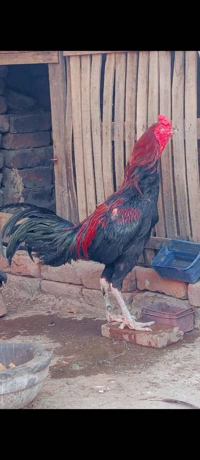 Thai veit breedr 03204048942