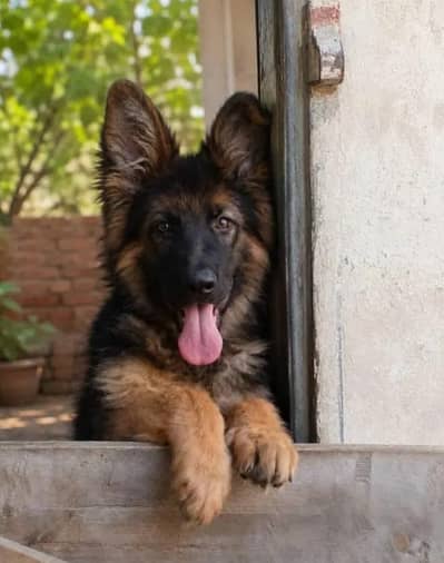 German Shepherd dog long puppy