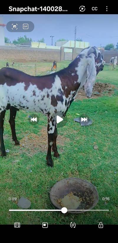 Betal Breeder male Goat