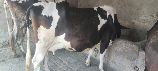 cross fresian pregnant cow 9 month