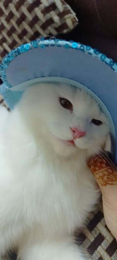 maano