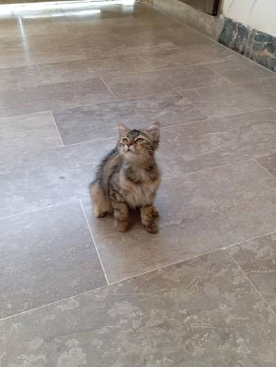 urgent selling persian kitten female 03343807662