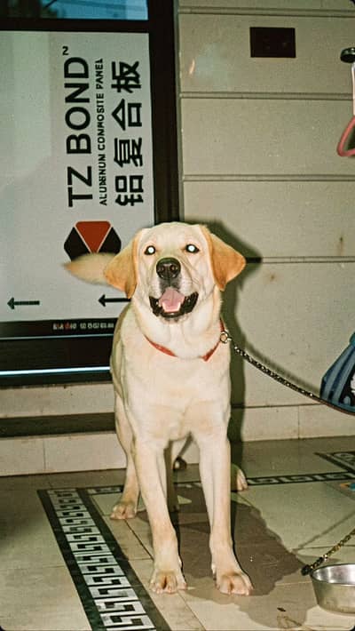 Labrador 1 year old vaccinated