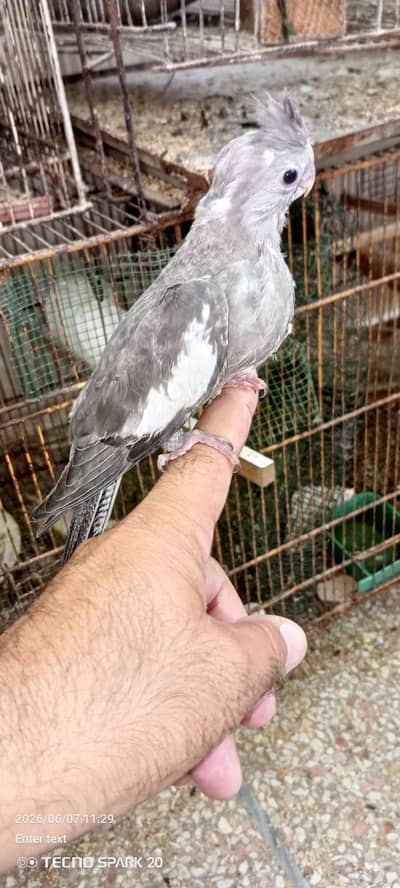 gray split Eno pied chick