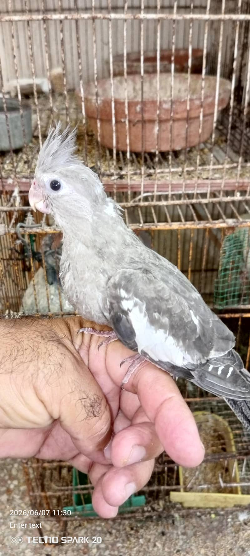 gray split Eno pied chick 1