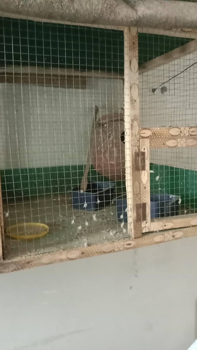 cages 1