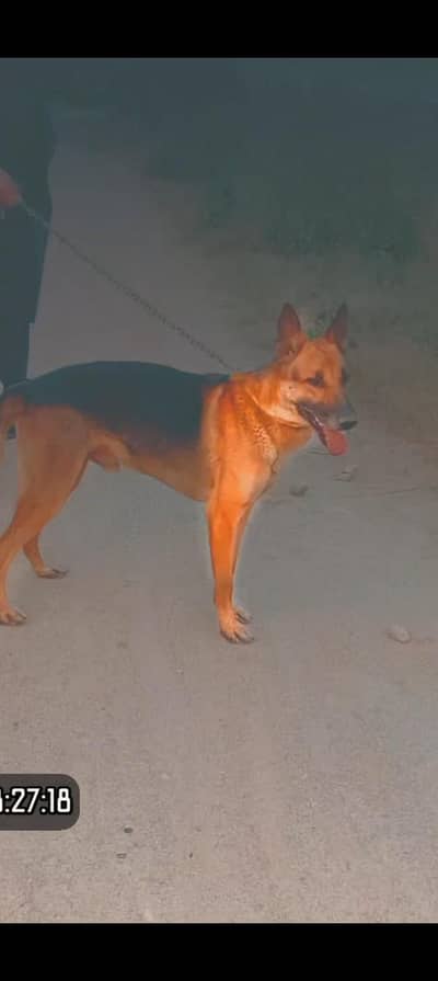 German shepherd dog
