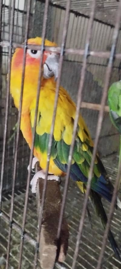 sunconure female nail tail fly all ok